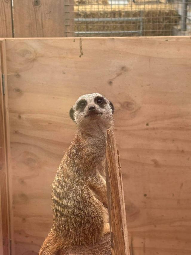 Meerkat